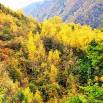 四川的秋天绝对是浑然天成的泼墨山水画
