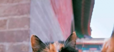 <b>中国拍猫第一人 走遍全国拍了四万张流浪猫萌照</b>