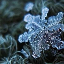 外国小哥花九年时间 只为拍一朵雪花