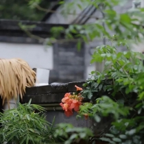 胡同里喝茶 成了年轻人的酷玩法